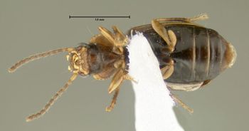 Media type: image;   Entomology 626655 Aspect: habitus ventral view
